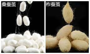 桑蚕丝和柞蚕丝