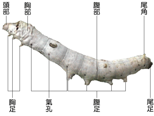 蚕的身体