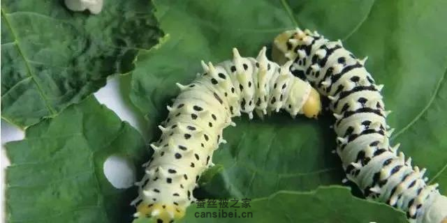 蓖麻蚕