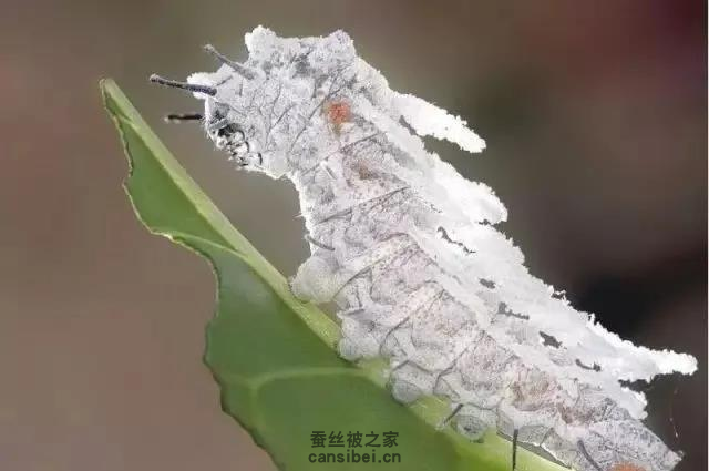 乌桕蚕