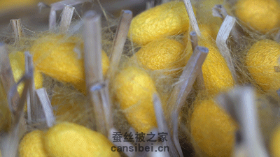 黄金蚕茧
