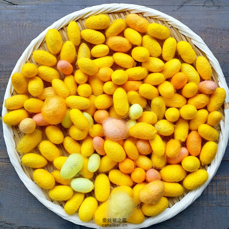 黄金茧