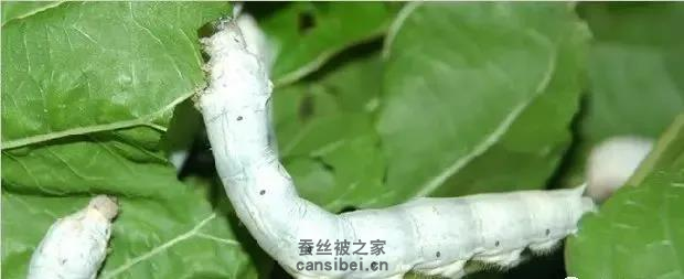 桑蚕、家蚕