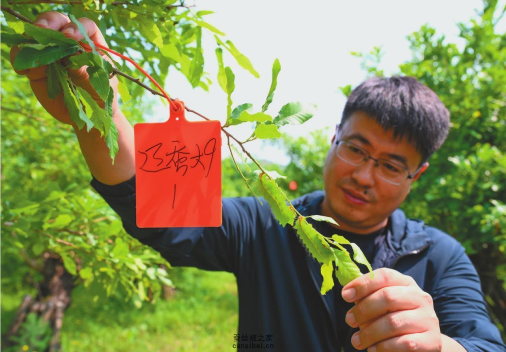 辽蚕大9